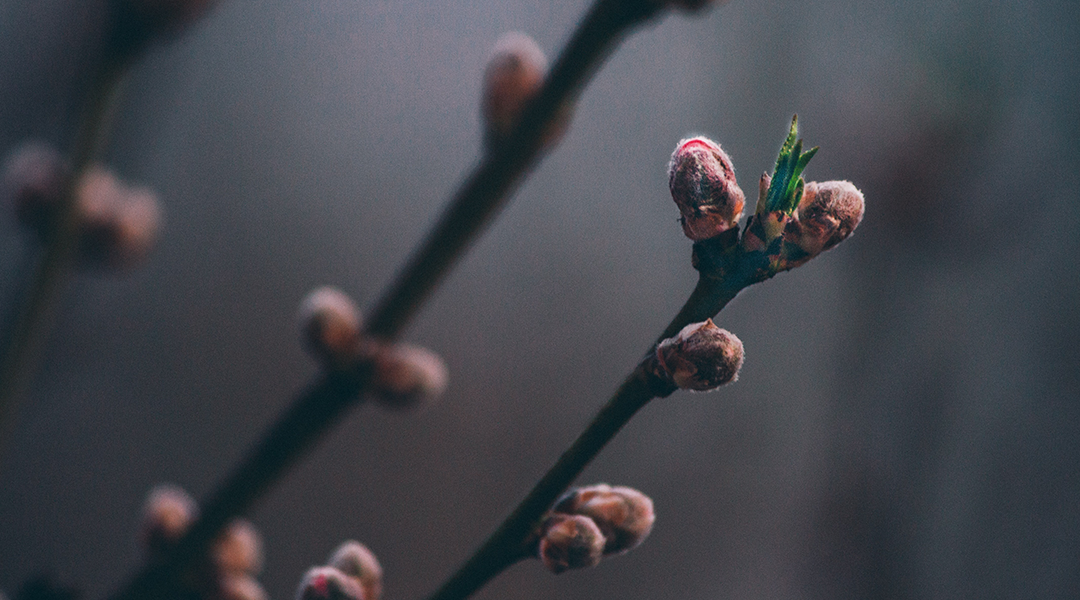 Finding Life After The Death Of A Dream