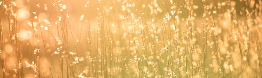 “Thy Will” vs. “My Will” – Praying Like Jesus